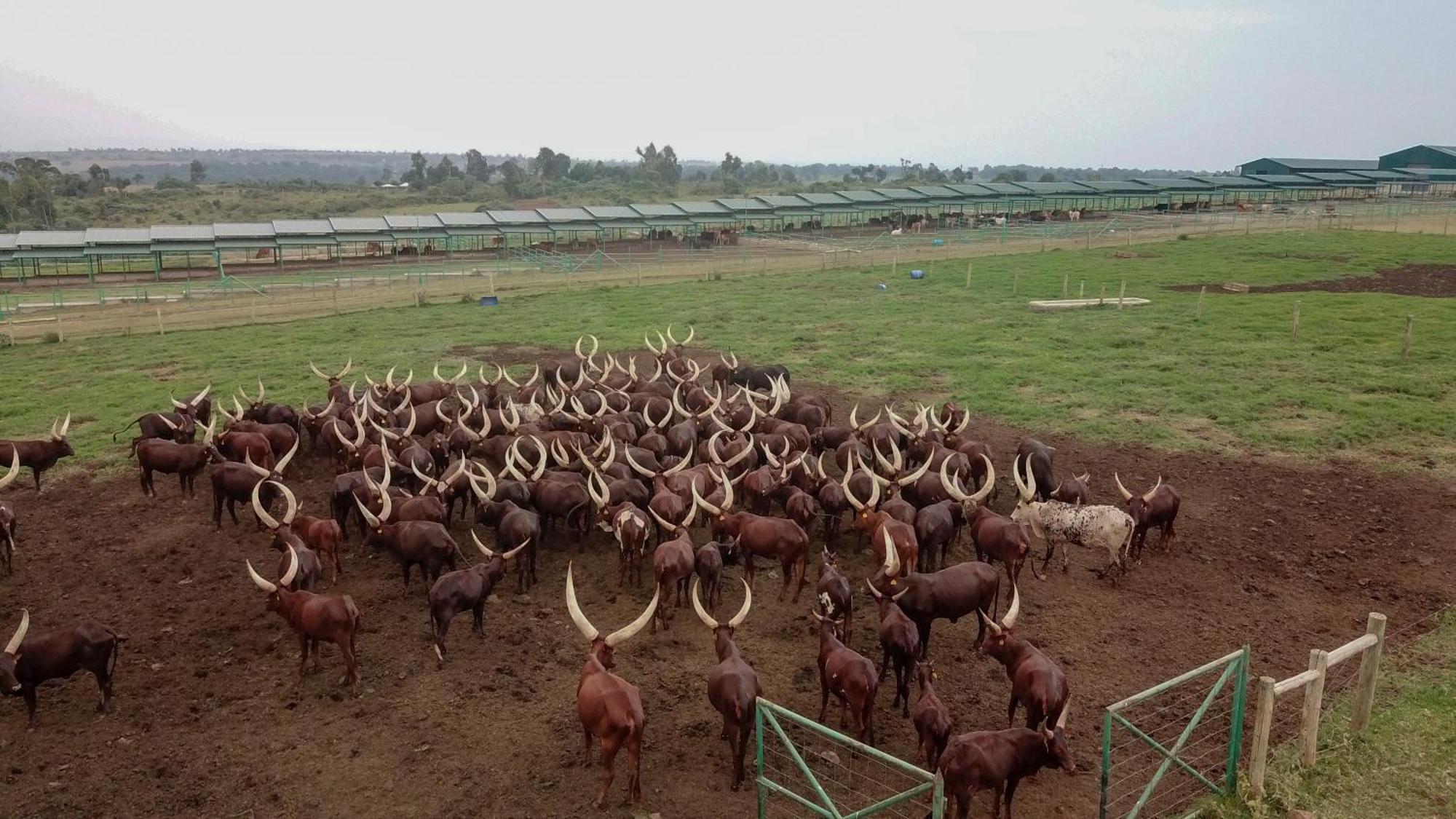Mara Elatia Camp Villa Maasai Mara Kültér fotó