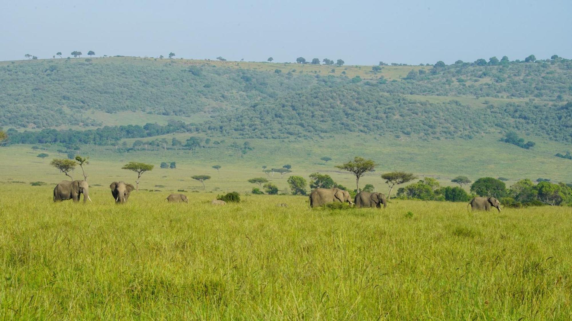 Mara Elatia Camp Villa Maasai Mara Kültér fotó