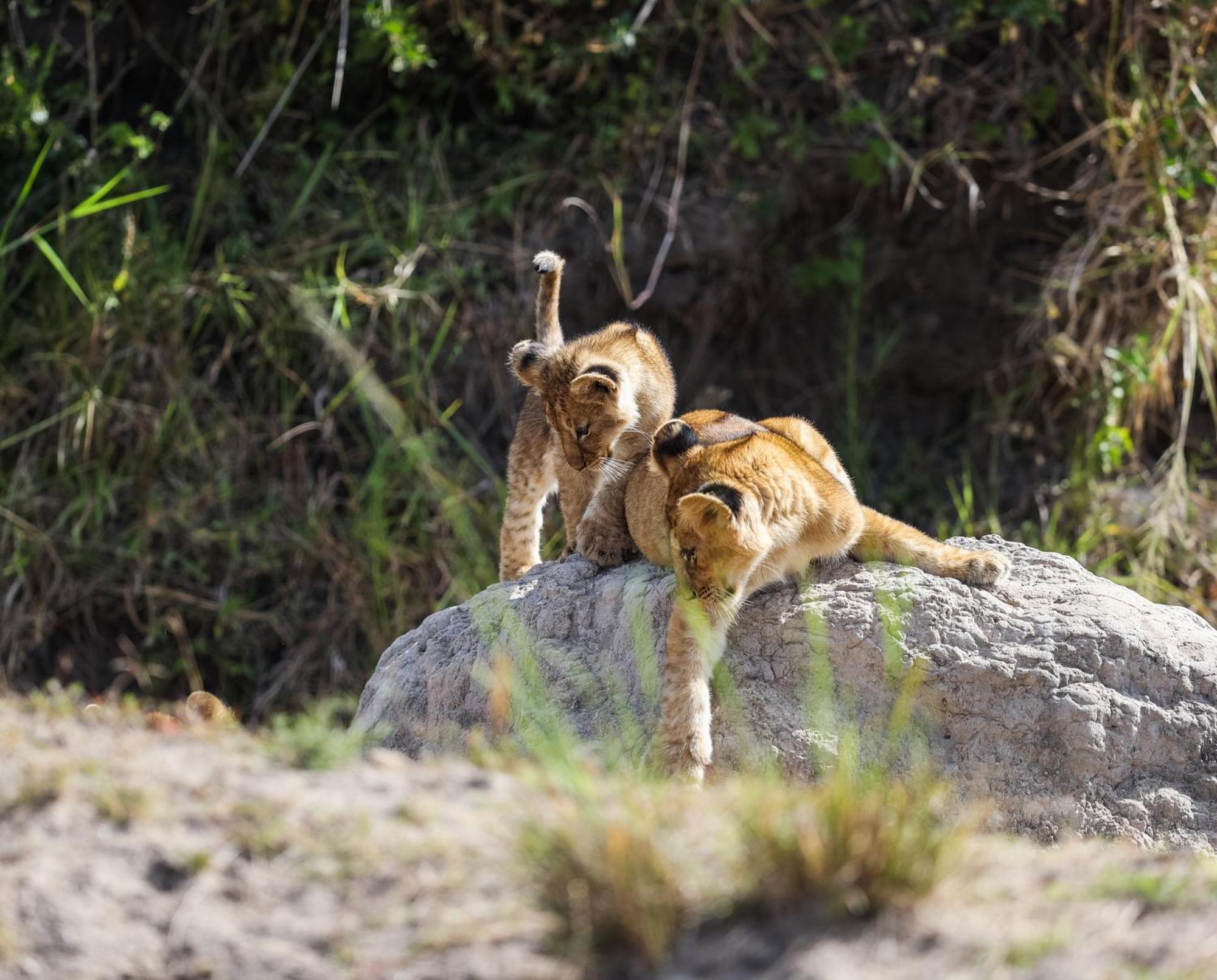 Mara Elatia Camp Villa Maasai Mara Kültér fotó