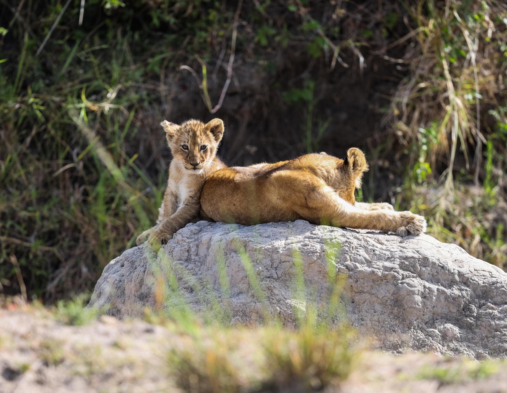 Mara Elatia Camp Villa Maasai Mara Kültér fotó